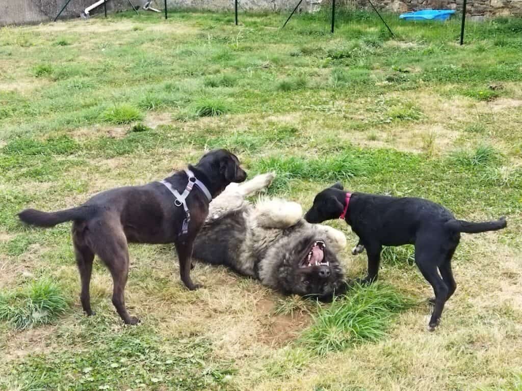 Chiens jouant à la pension canine Le Domaine de Touffu entre Ancenis et Châteaubriant (Loire Atlantique)