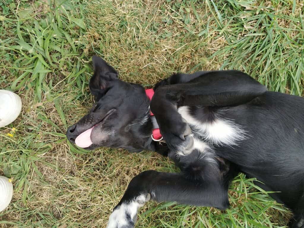 Sila à la pension canine près d'Ancenis et Châteaubriant (44)