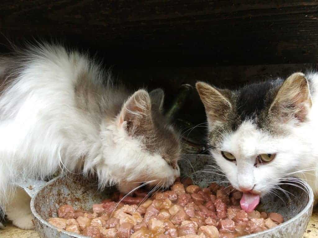 tabby and white cats eating