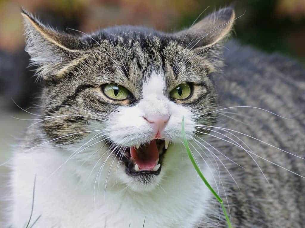 Tips for Creating Harmony in Your Multi-Cat Household 3 angry tabby and white cat