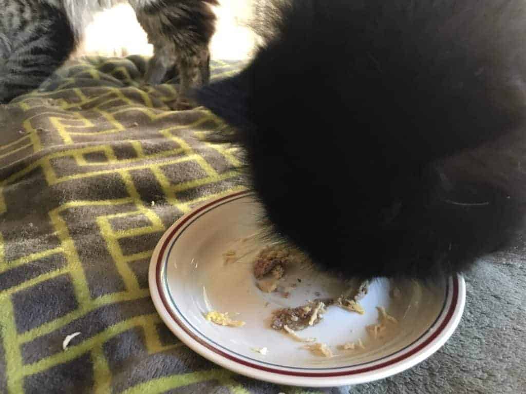 Solid gold triple layer cat on sale food