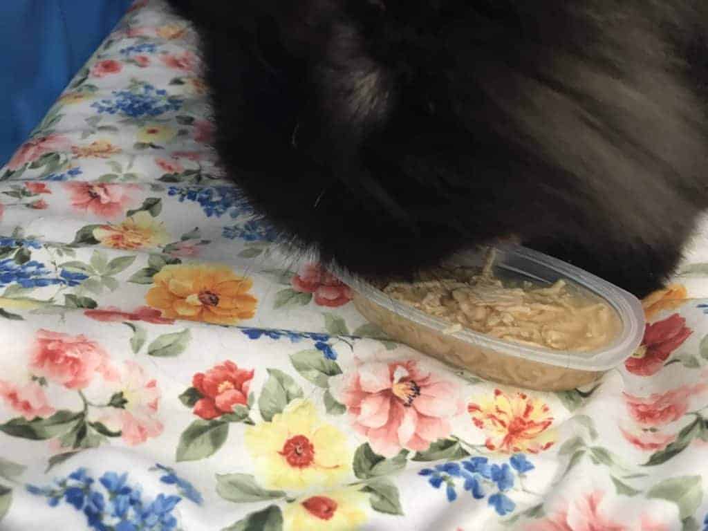 cat eating