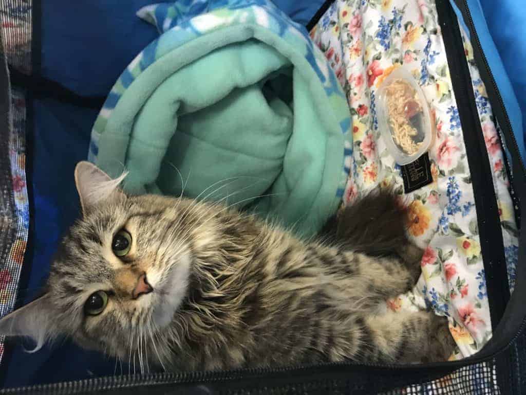 tabby cat in show shelter