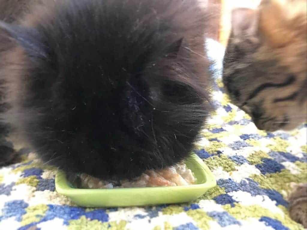 Black Persian eating from green bowl small tabby sneaking in