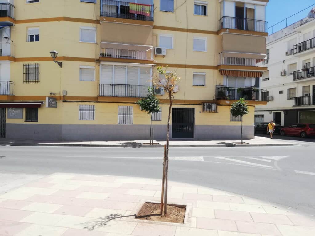 Lora del Río - LoradelRio.NeT - Los naranjos se secan en las calles de Lora del Río naranjoseco1