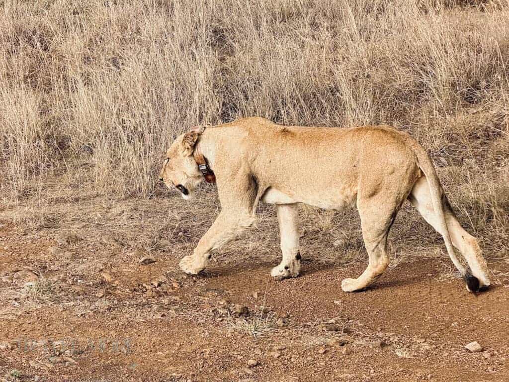 A collared lioness walking through dry grass in a wildlife reserve, an example of ethical safari photography with awareness of conservation tagging.