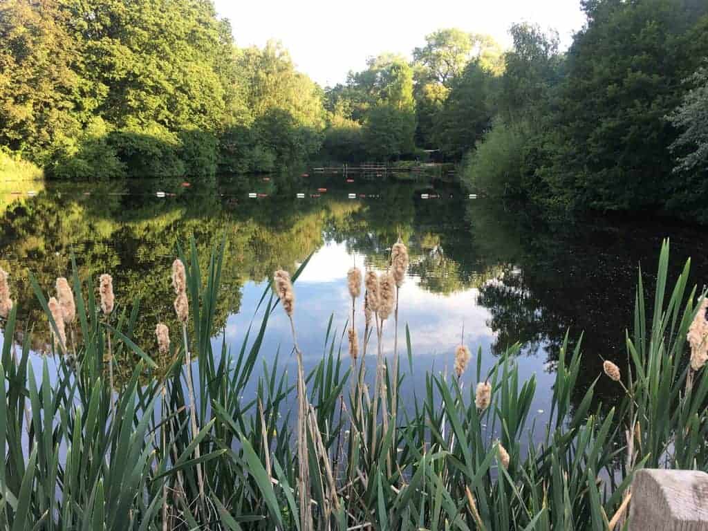 Hampestead Heath mixed ponds