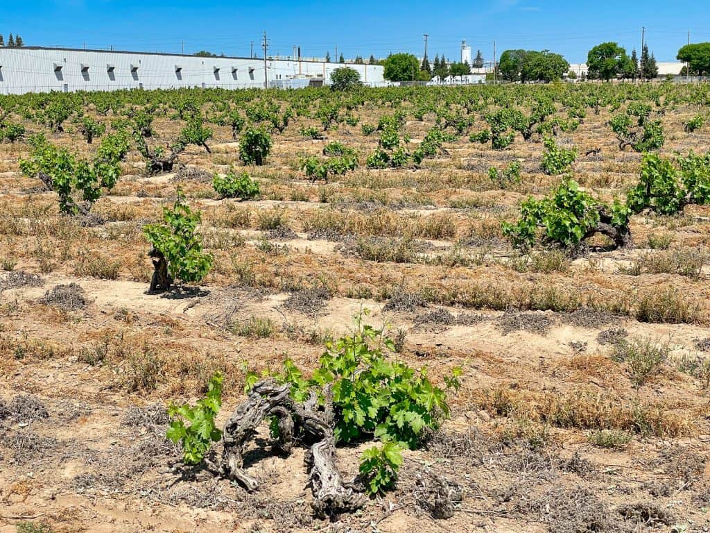 Noma Ranch Vineyard