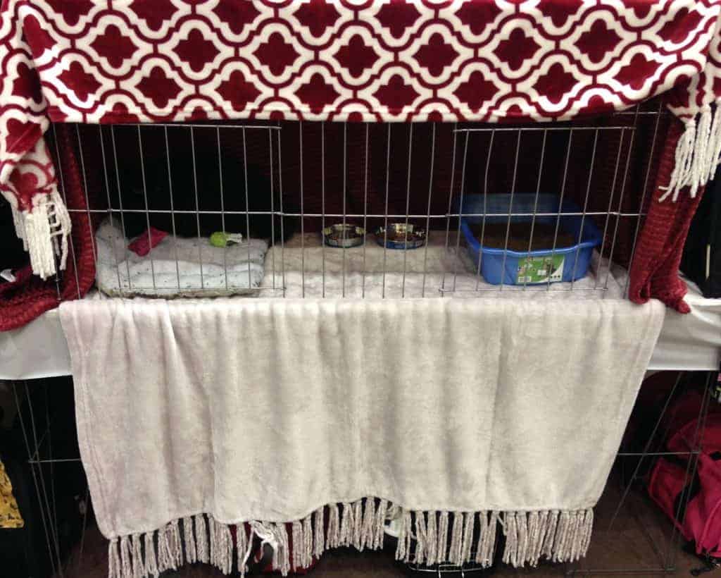 Is Your Cat a Star? Your First Household Pet Cat Show 6 cat set with fleece blankets