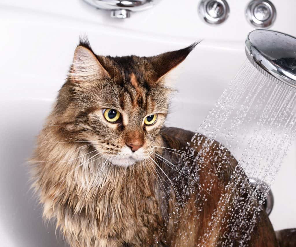 Brown tabby longhair cat taking a shower