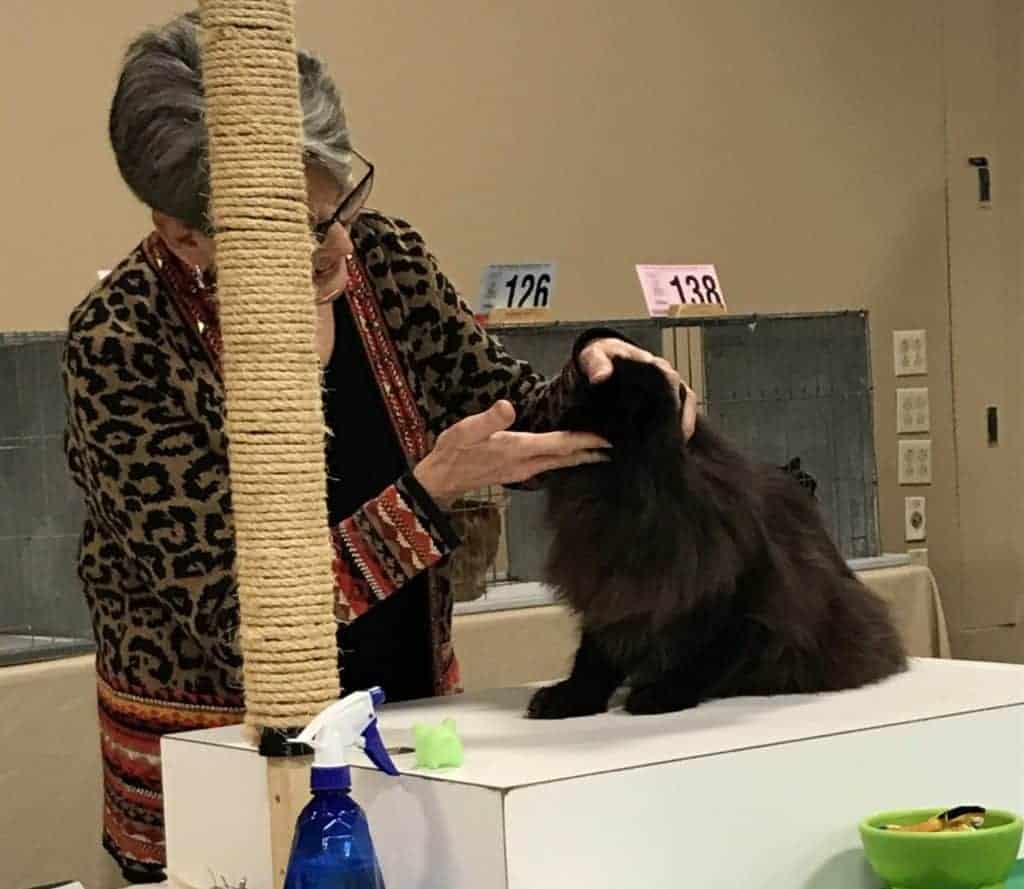 Judge looking over a black persian cat at a cat show