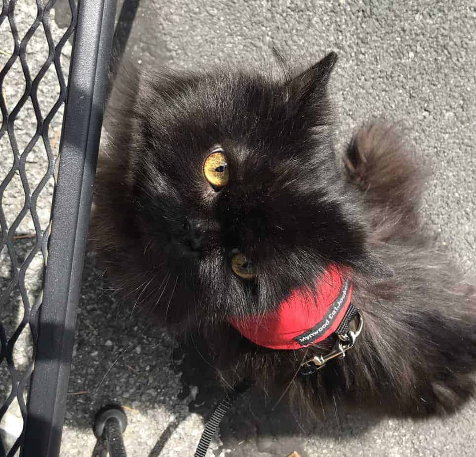 black persian cat on patio during outside enrichment trip