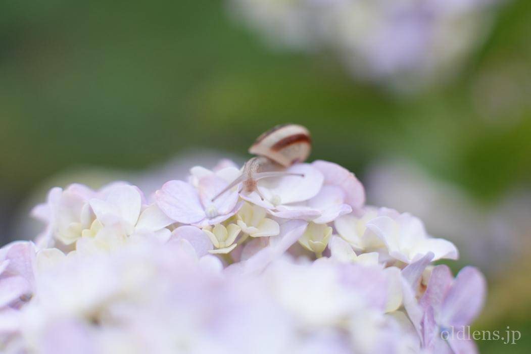 Canon FD 35mm F2 前玉凹みオールドレンズ Revew 作例 あじさいとカタツムリ Hydrangea Snail