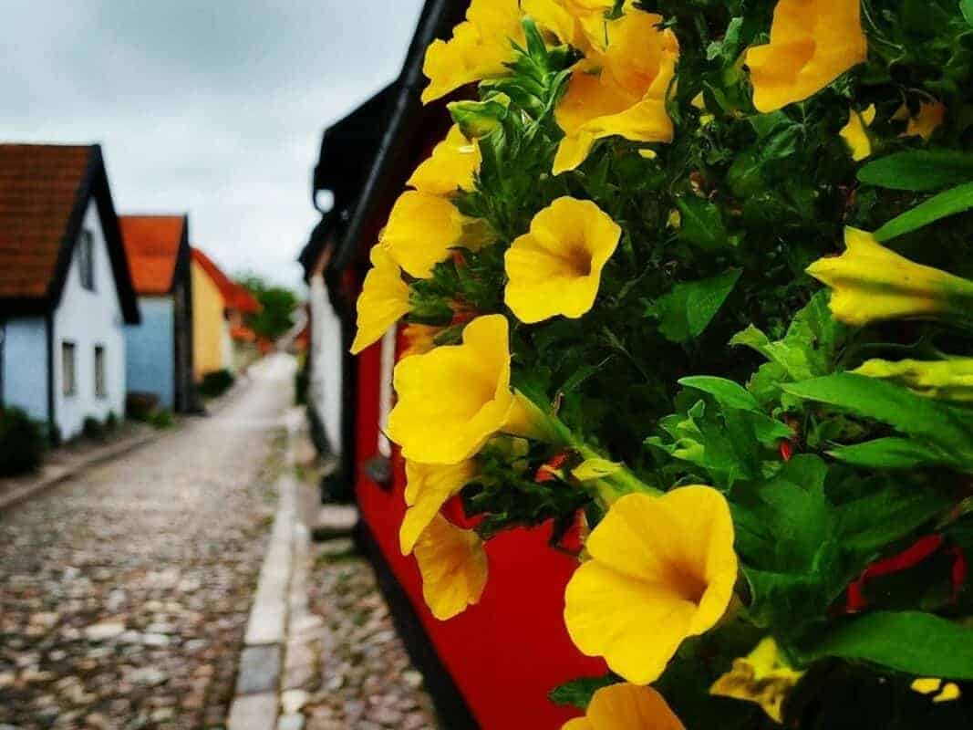 Blumen in den steinigen Gassen von Visby, Gotland