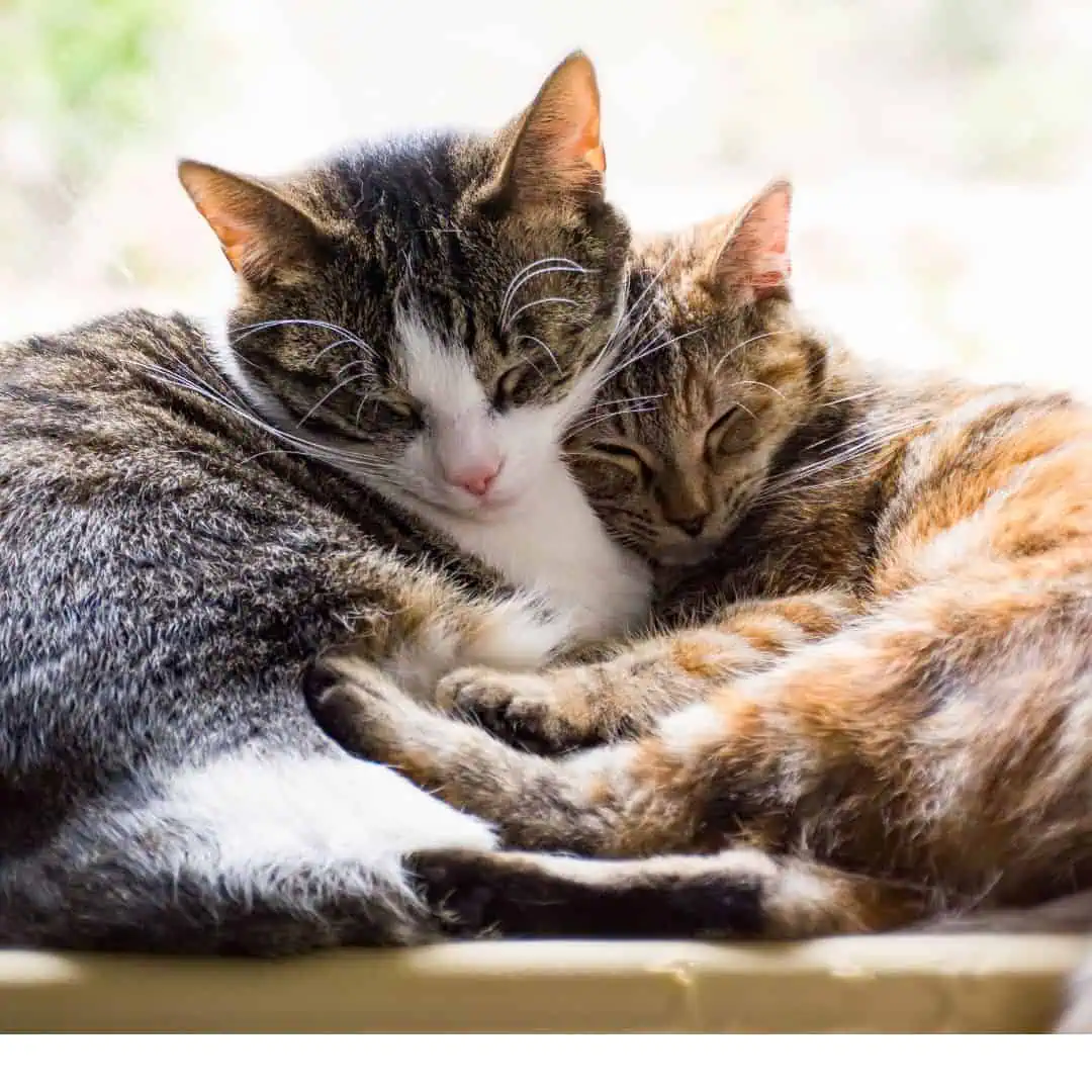 Adorable pair of cats snuggling, showcasing feline friendship and warmth.