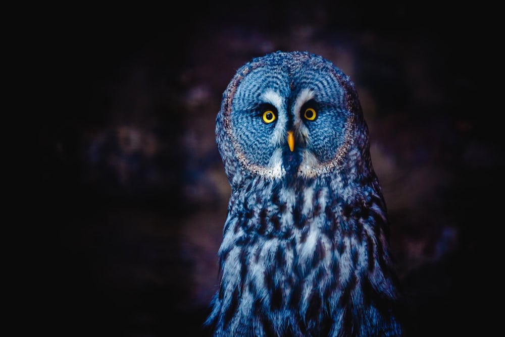 Blue Owl and Private Credit’s Stress Test: What PE Sponsors May Actually Be Thinking About