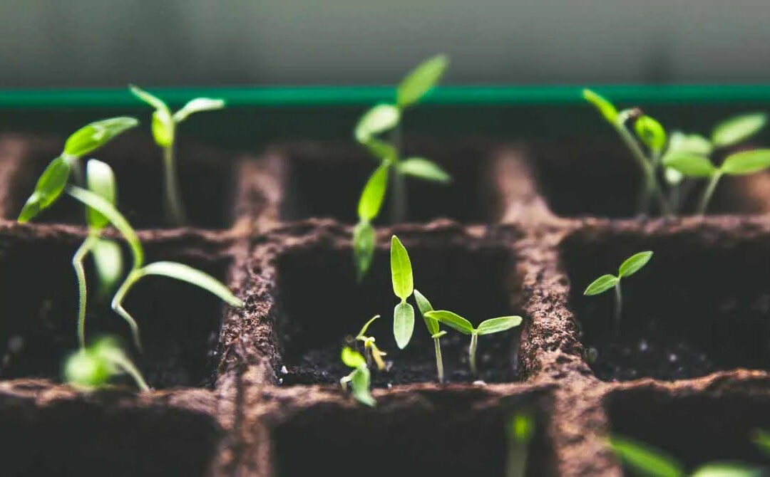 Plant Breeders’ Rights in the Andean Community 2025