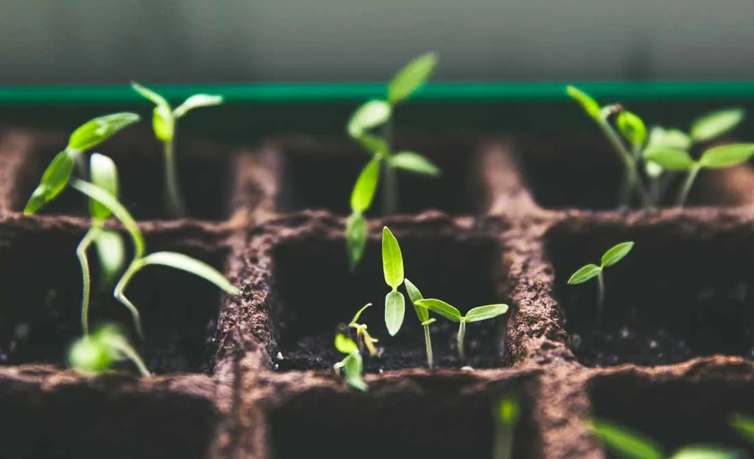 Novedad en los Derechos de Obtentor de Variedades Vegetales en la Comunidad Andina