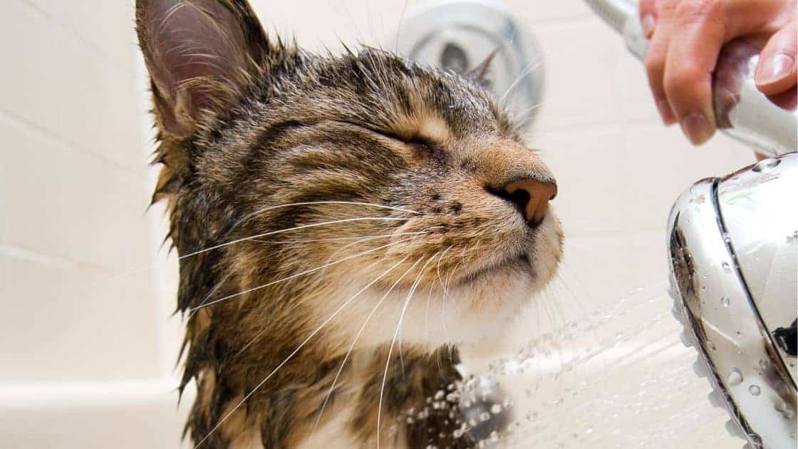Brown tabby cat getting a bath without scratching
