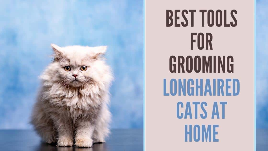 Blog title header best grooming tools for long haired cat