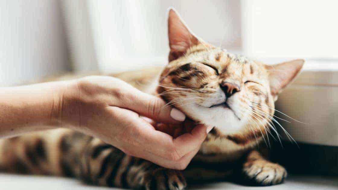happy indoor brown tabby cat getting petted