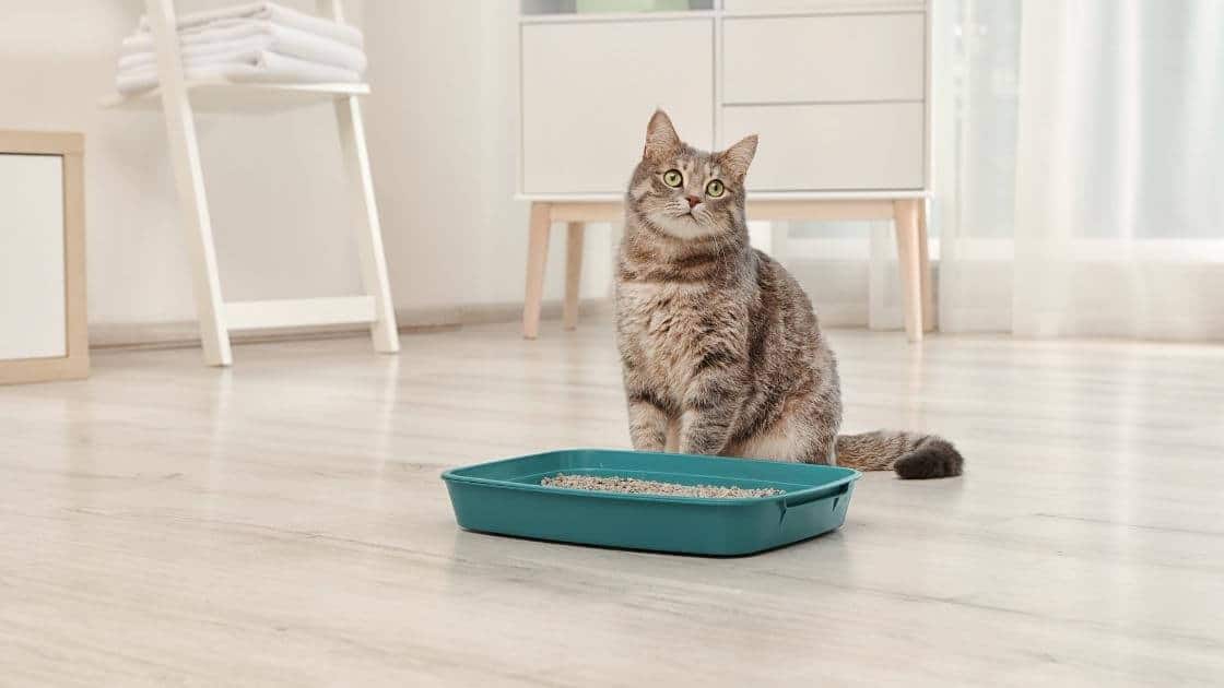 Why Cats Pee Outside the Litter Box (and What to Do About it) 1