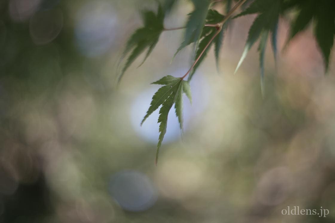 Kodak Ektar 47mm F2 L改 Review作例 コダックRetina滲む銘玉