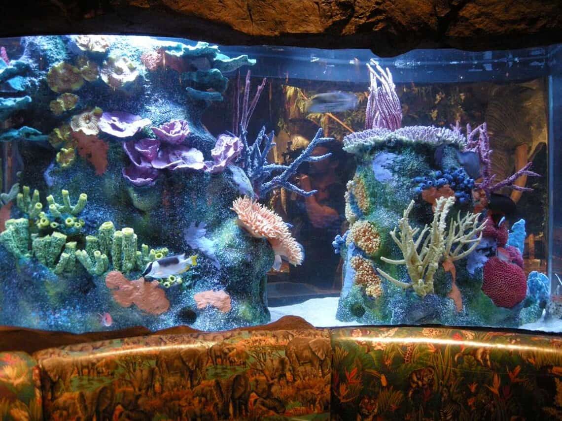 Su Nat Geo Wild tornano "I re degli acquari" | Digitale terrestre: Dtti.it