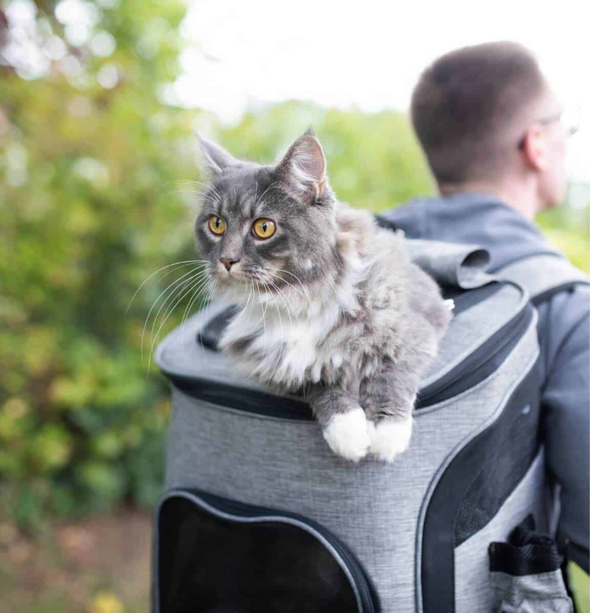 gray and white tabby cat riding on the top of a gray cat backpack carried by a young man wearing a gray sweater