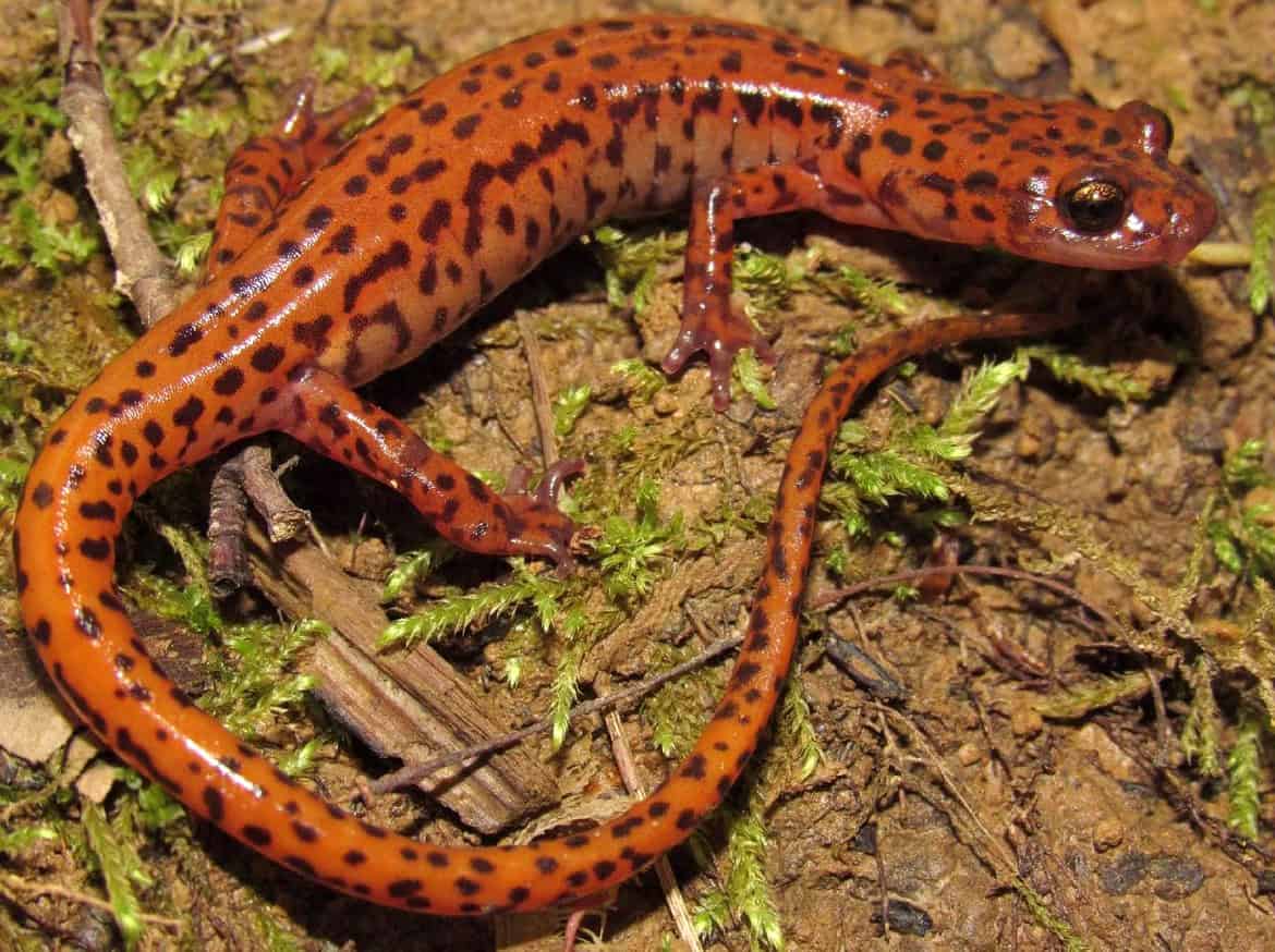 Cave Salamander (Eurycea lucifuga) on a mossy forest floor, its striking burnt-orange body densely covered in irregular black spots clearly visible — cave-dwelling amphibian species documented by EDGE Engineering herpetologists during habitat assessments and endangered species surveys.
