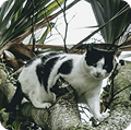 Um gato preto e branco com manchas pretas no corpo e rosto está empoleirado em um galho de árvore, olhando diretamente para a câmera, com folhagem verde ao fundo.