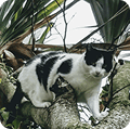 Um gato preto e branco com manchas pretas no corpo e rosto está empoleirado em um galho de árvore, olhando diretamente para a câmera, com folhagem verde ao fundo.