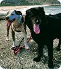 Dois cães, um branco e marrom e outro preto, estão numa praia com as línguas de fora, com o mar e colinas verdes ao fundo.