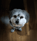 Um cão pequeno de pelo cinza e branco está sentado em um chão de madeira, olhando para cima com olhos escuros e expressivos.