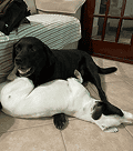 Um labrador preto com a boca aberta está deitado no chão ao lado de um terrier branco e preto que repousa de barriga para cima.