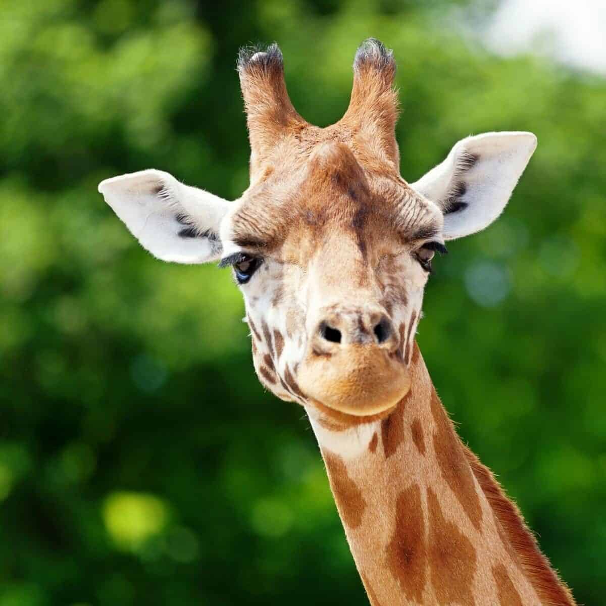 giraffe head close up with green background