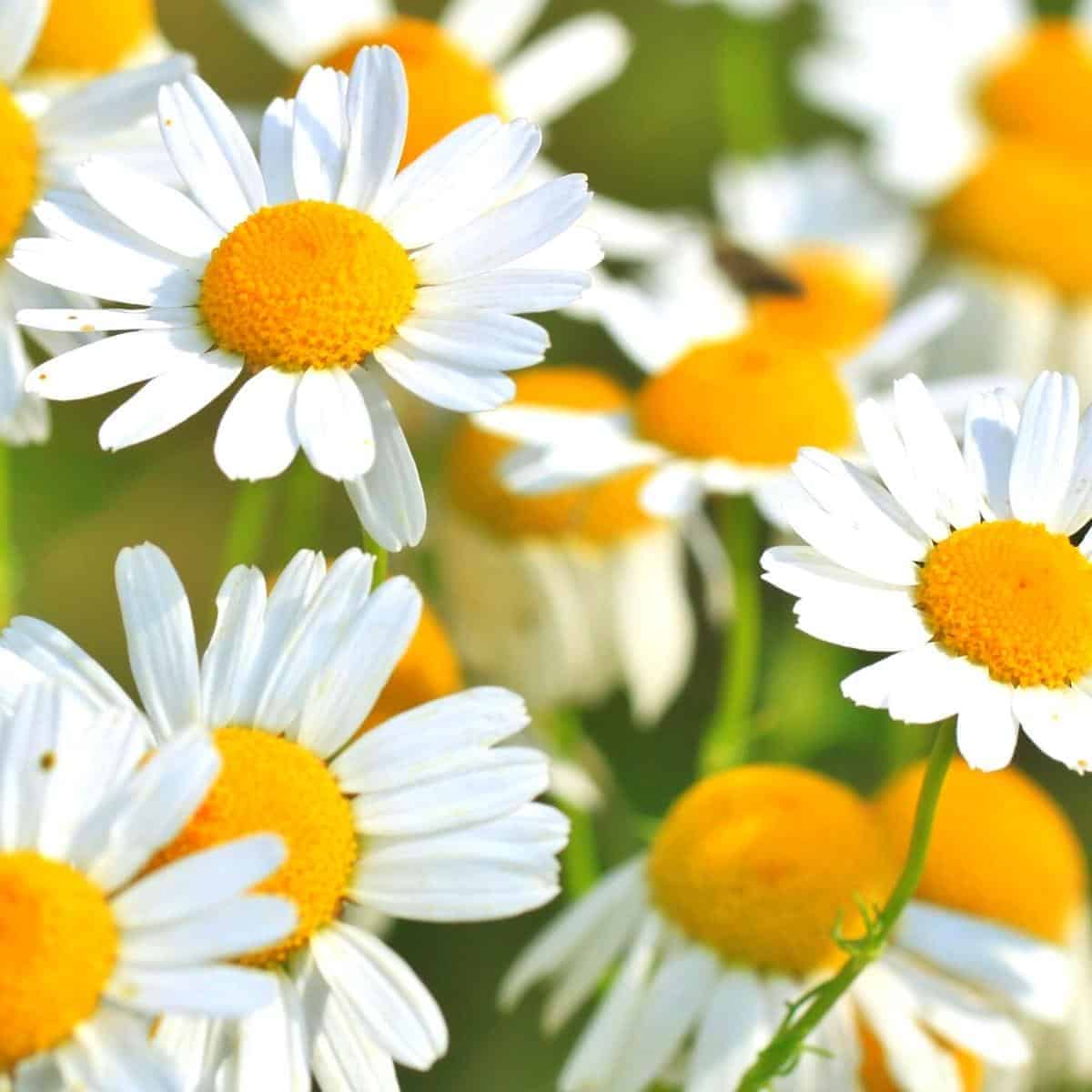 daisies close up