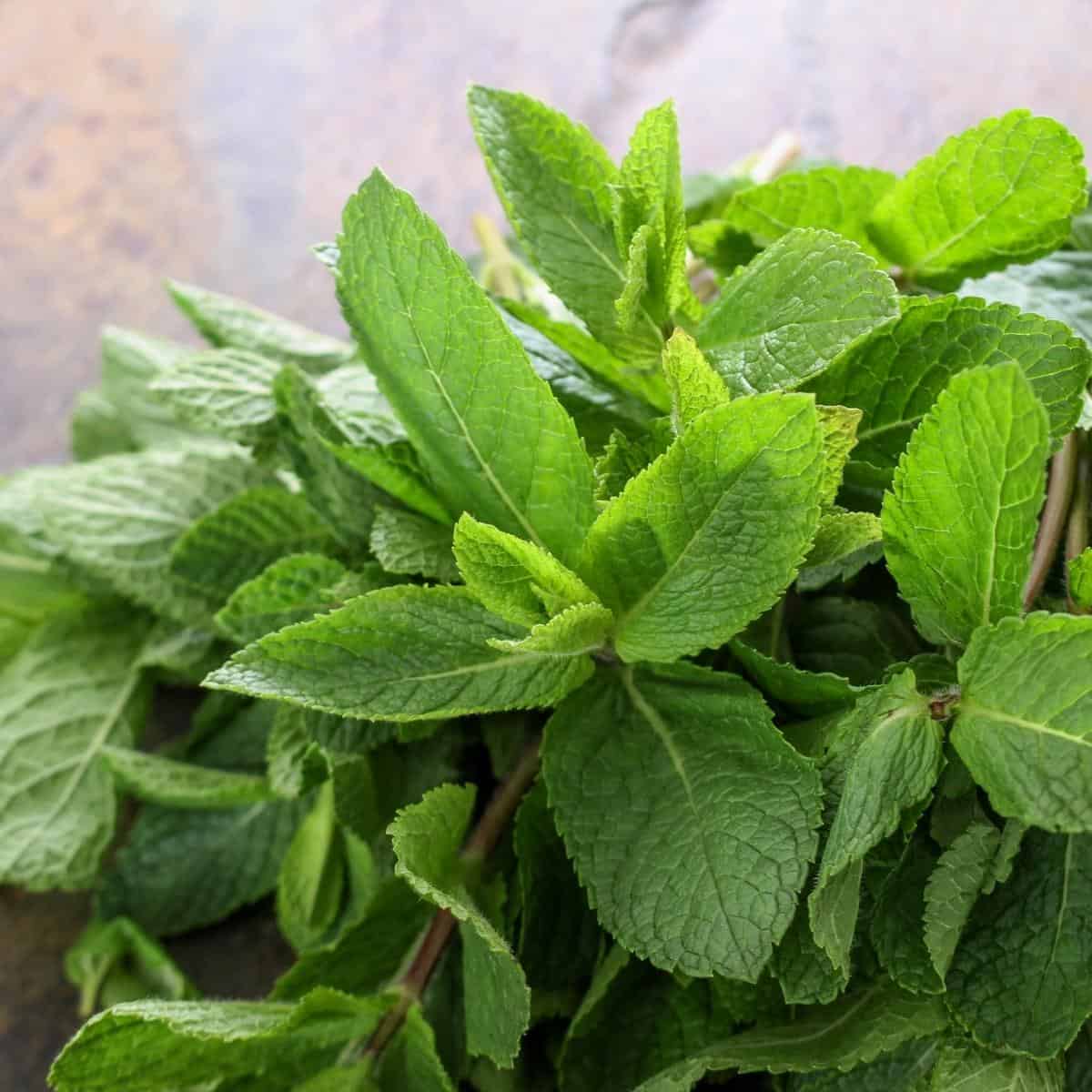 fresh herbs on wooden table