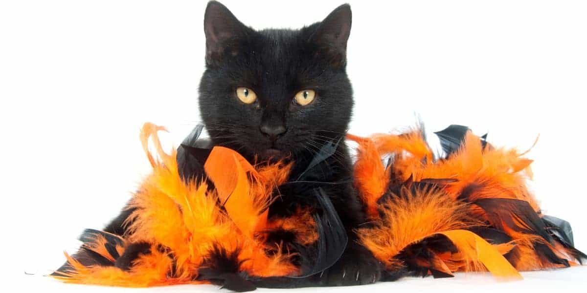 black cat sitting in a pile of orange and black feathers