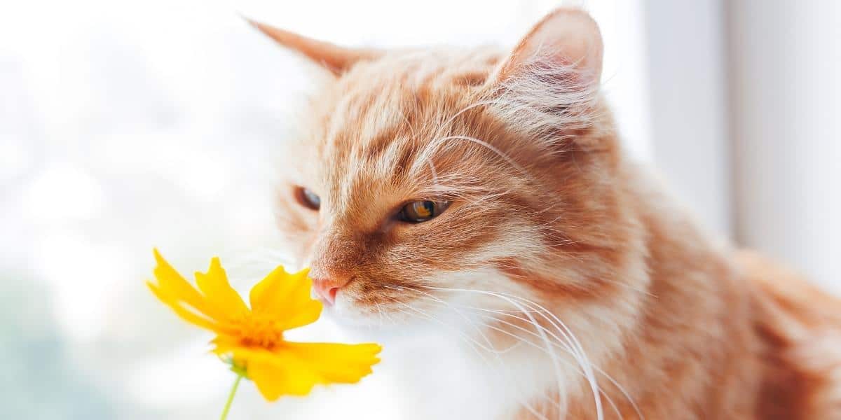 Red tabby longhaired cat smelling yellow flower