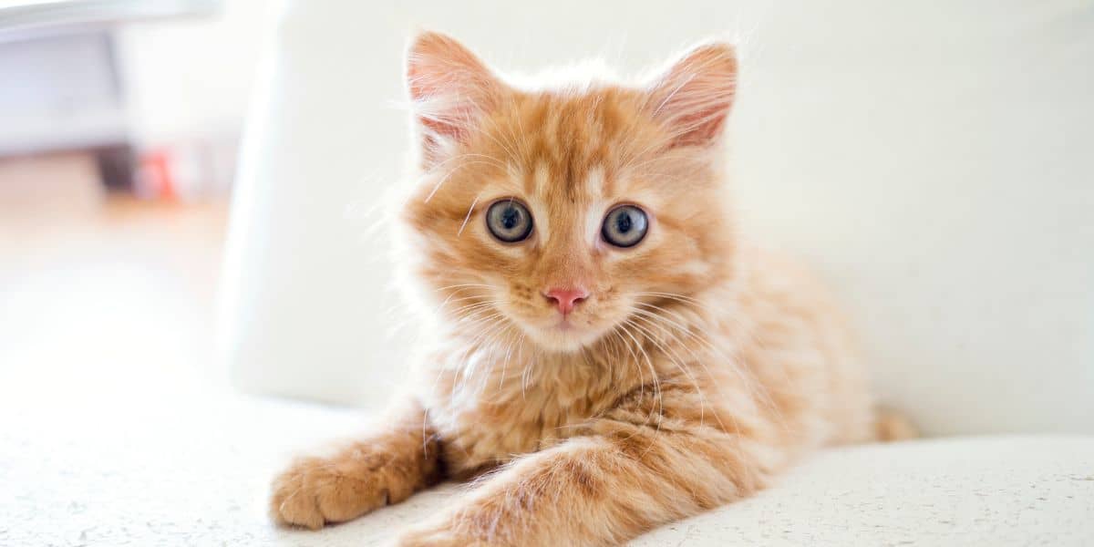 red tabby kitten with blue eyes on white background