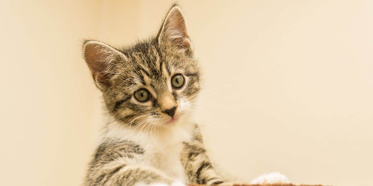 Brown tabby and white kitten on a pink background. How to Discipline your Cat header image