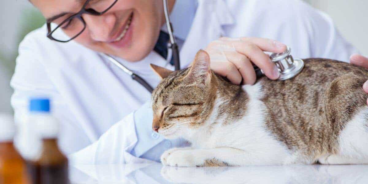 brown spotted tabby and white cat being looked at by a brown haired man with glasses in vet office