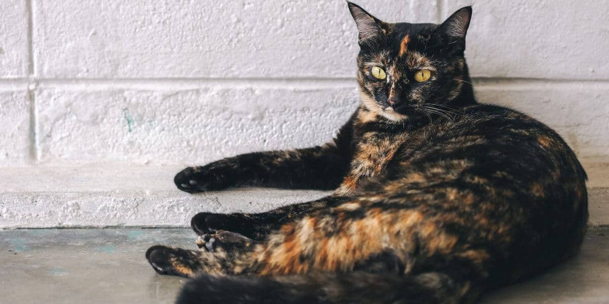 a tortoiseshell cat lounging against a cinderblock wall