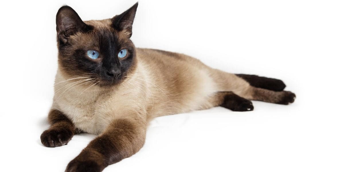 hypoallergenic seal point Siamese cat lounging