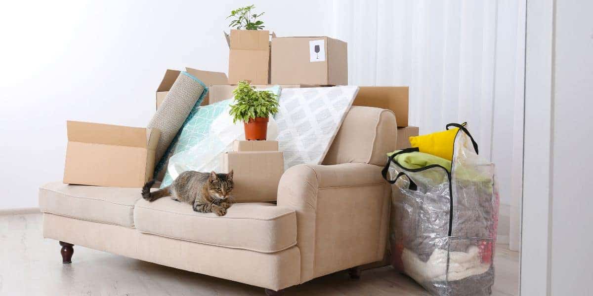 tabby cat sitting on a cream colored couch piled with boxes and bags packed to move and a potted plant