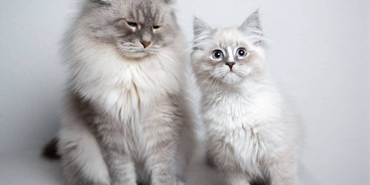 mom and baby silver shaded long haired cats