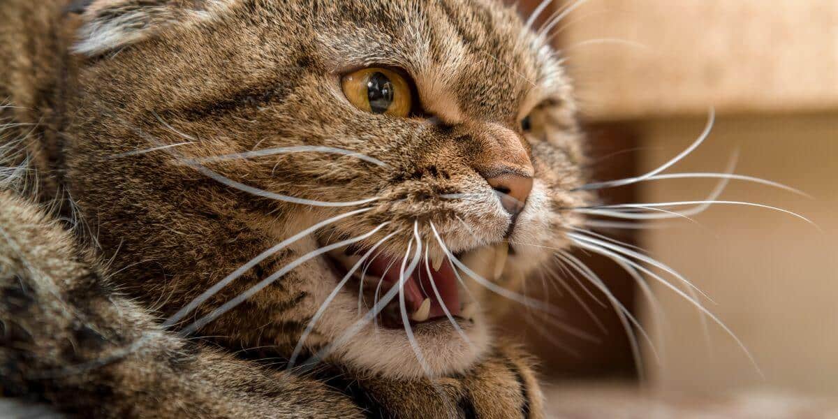 close up of a brown tabby cat's face hissing in a bad cat introduction