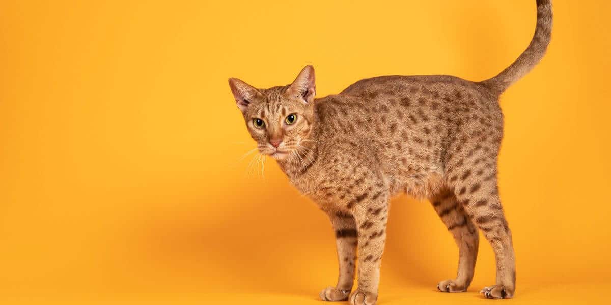 cinnamon colored ocicat breed caton an orange background