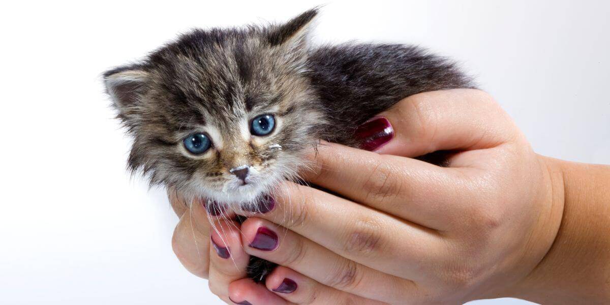 brown tabby kitten with blue eyes in a humans hands